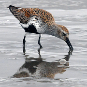 Breeding plumage. Note: black belly and reddish back. Breeding plumage. Note: black belly and reddish back.