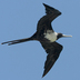 Female Female