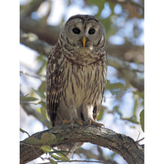 Adult. Note: vertically barred breast and belly. Adult. Note: vertically barred breast and belly.