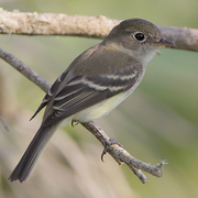 Note: complete eye ring, short primary projection, and pale lower mandible. Note: complete eye ring, short primary projection, and pale lower mandible.